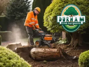 stump removal service