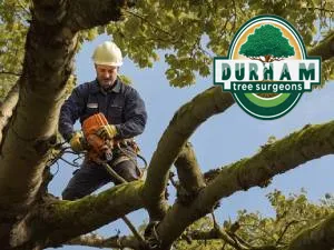 tree care service near me