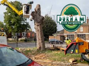 tree removal service